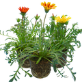 Gazania 'Kiss' (Mixed colours) from Cedar Nursery, Cobham