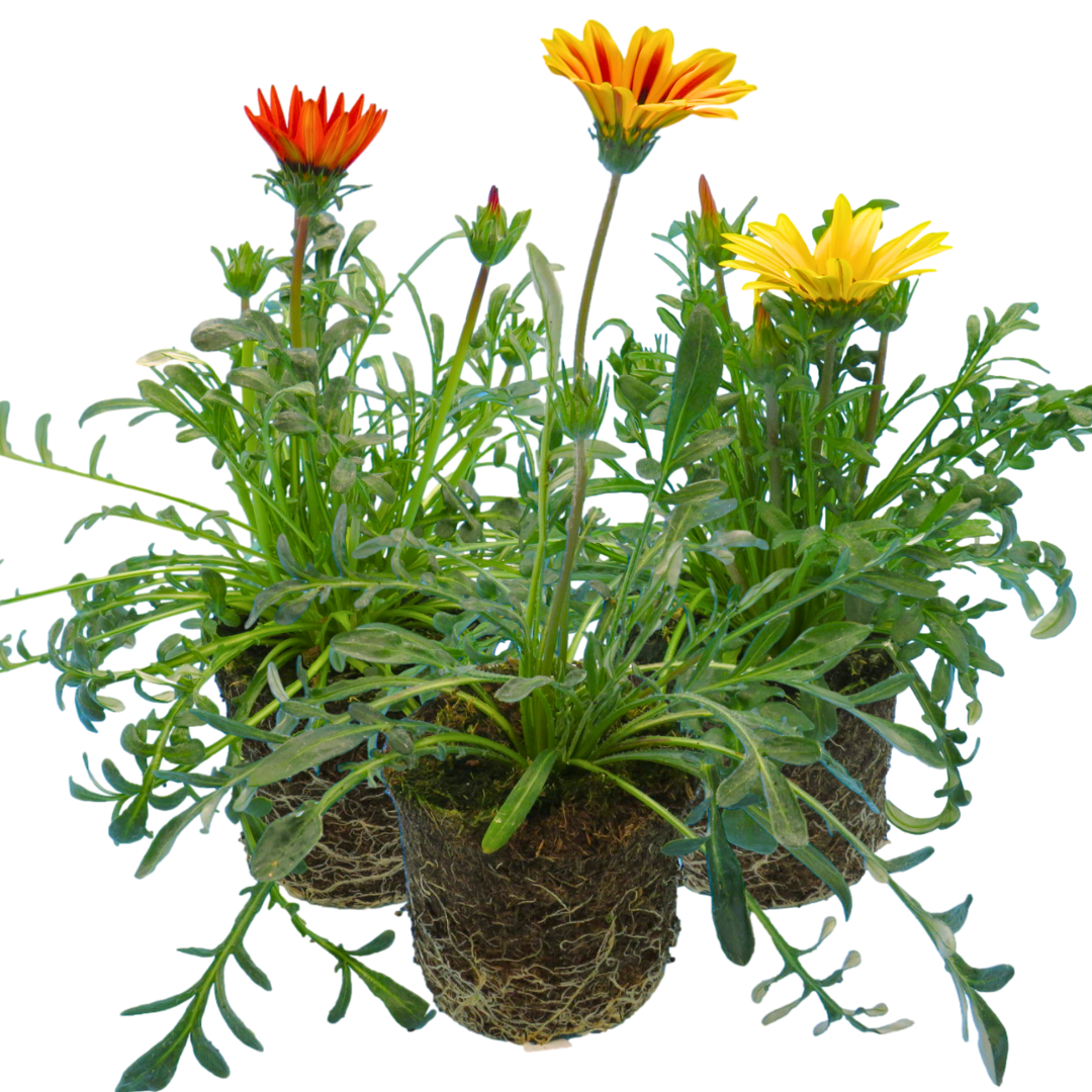 Gazania 'Kiss' (Mixed colours) from Cedar Nursery, Cobham