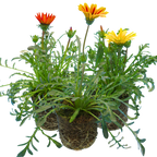 Gazania 'Kiss' (Mixed colours) from Cedar Nursery, Cobham