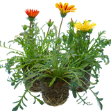 Gazania 'Kiss' (Mixed colours) from Cedar Nursery, Cobham