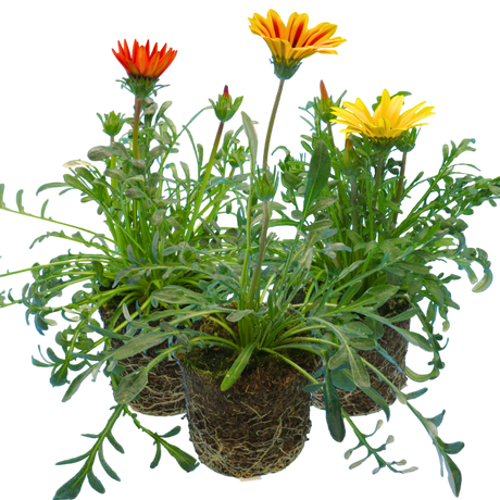 Gazania 'Kiss' (Mixed colours) from Cedar Nursery, Cobham