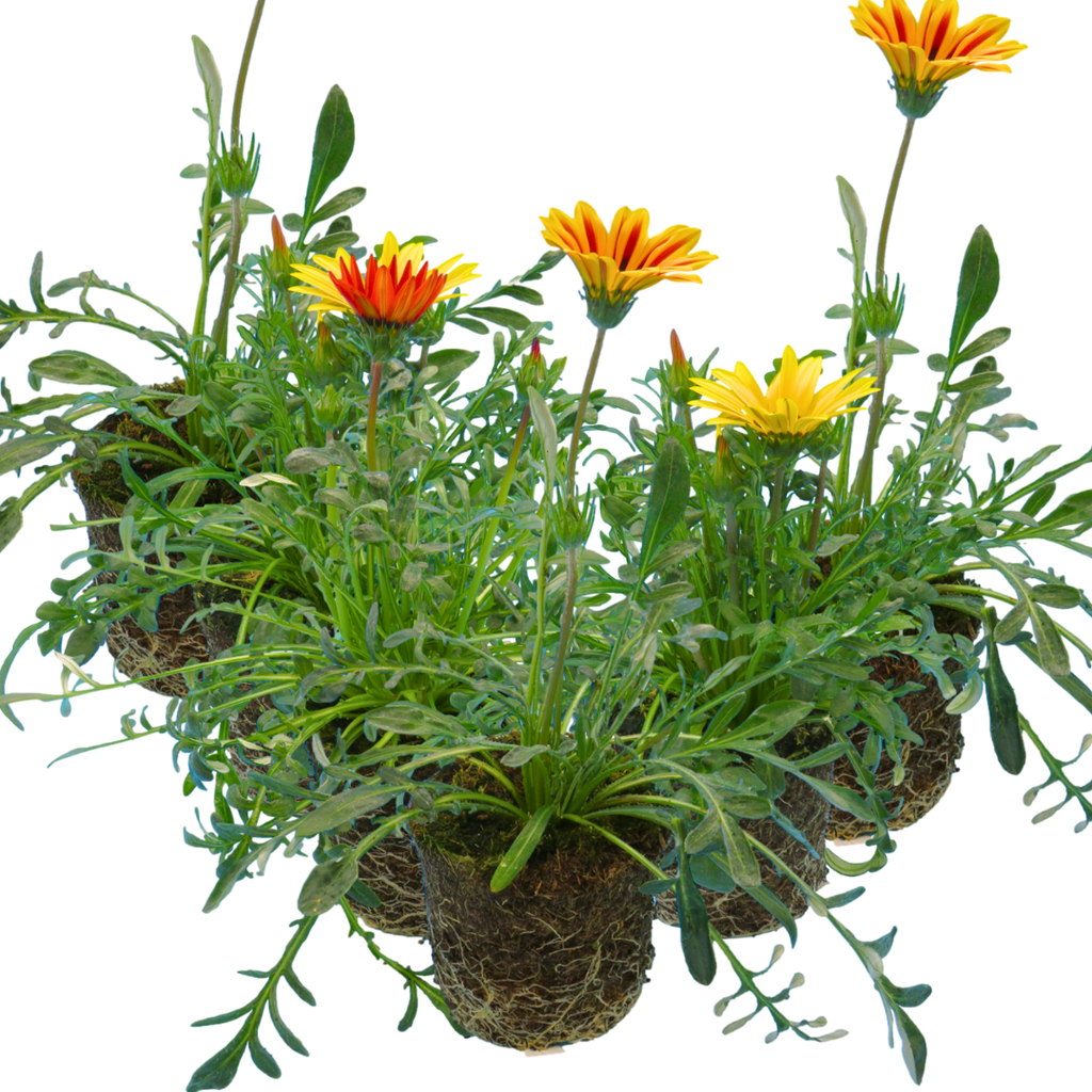 Gazania 'Kiss' (Mixed colours) from Cedar Nursery, Cobham