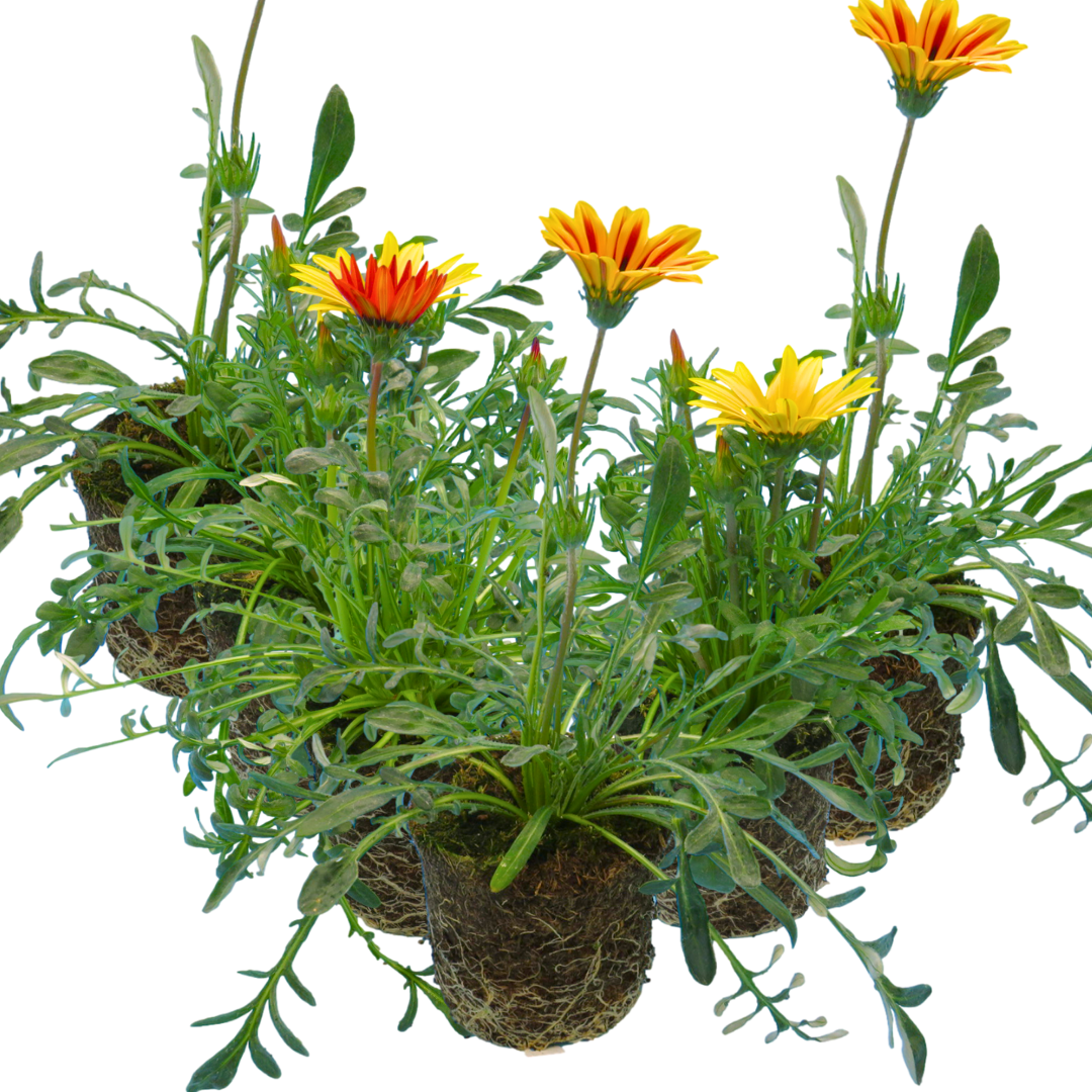 Gazania 'Kiss' (Mixed colours) from Cedar Nursery, Cobham