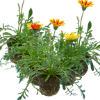 Gazania 'Kiss' (Mixed colours) from Cedar Nursery, Cobham