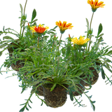 Gazania 'Kiss' (Mixed colours) from Cedar Nursery, Cobham