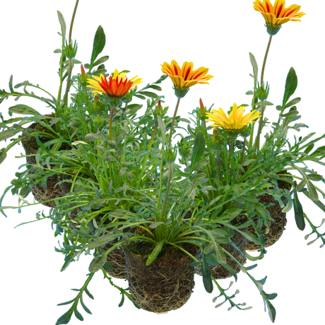 Gazania 'Kiss' (Mixed colours) from Cedar Nursery, Cobham