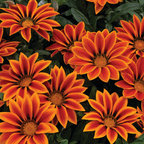 Gazania 'Kiss Orange Flame' from Cedar Nursery, Cobham