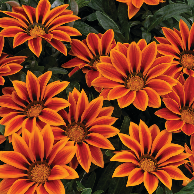 Gazania 'Kiss Orange Flame' from Cedar Nursery, Cobham