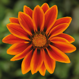 Gazania 'Kiss Orange Flame' from Cedar Nursery, Cobham