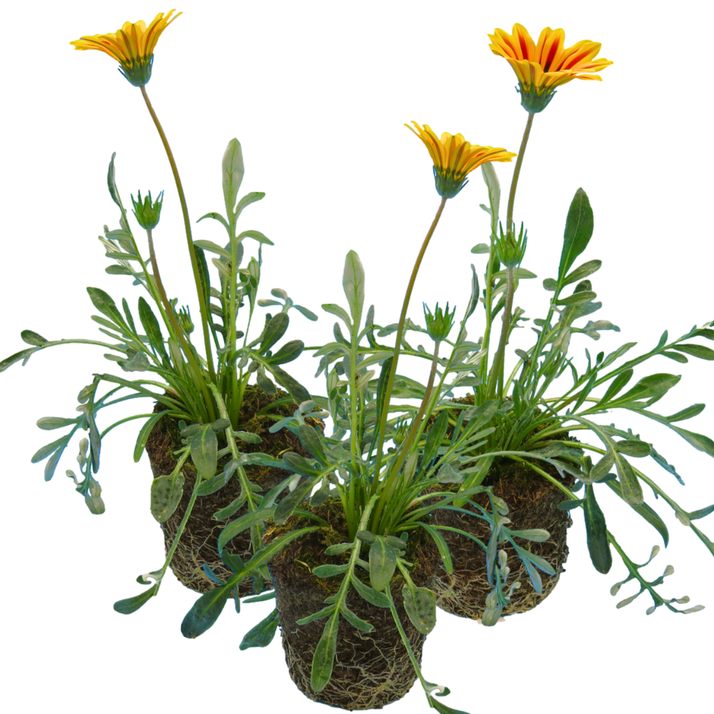 Gazania 'Kiss Orange Flame' from Cedar Nursery, Cobham