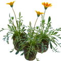 Gazania 'Kiss Orange Flame' from Cedar Nursery, Cobham