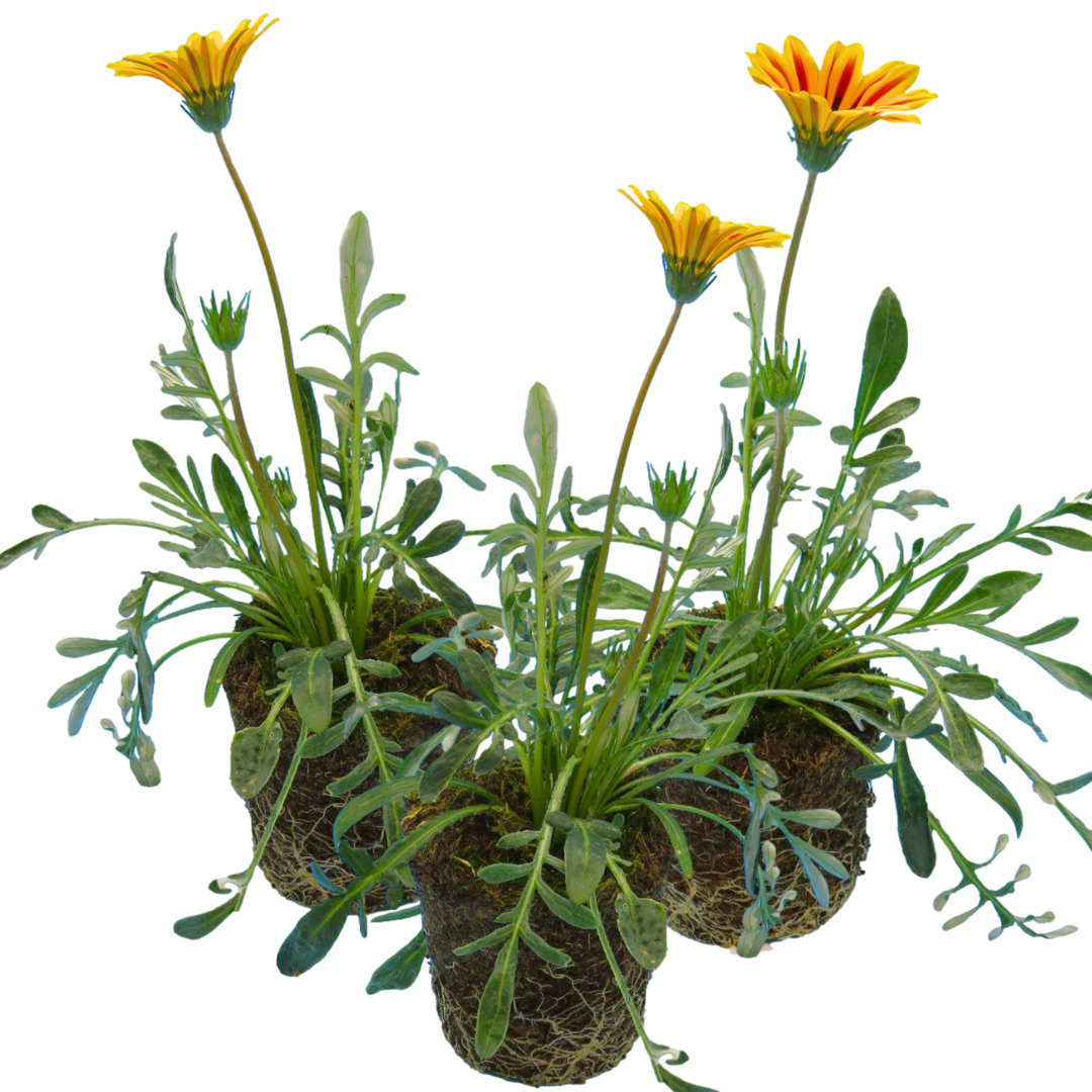Gazania 'Kiss Orange Flame' from Cedar Nursery, Cobham