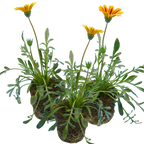 Gazania 'Kiss Orange Flame' from Cedar Nursery, Cobham