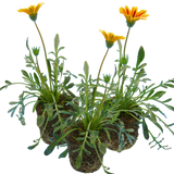 Gazania 'Kiss Orange Flame' from Cedar Nursery, Cobham