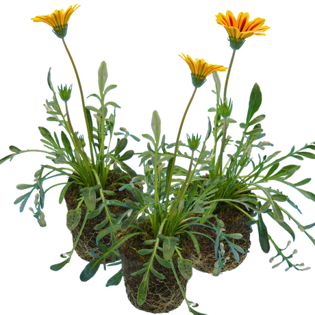 Gazania 'Kiss Orange Flame' from Cedar Nursery, Cobham