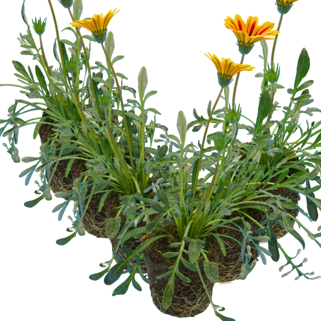 Gazania 'Kiss Orange Flame' from Cedar Nursery, Cobham