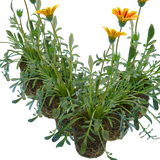 Gazania 'Kiss Orange Flame' from Cedar Nursery, Cobham