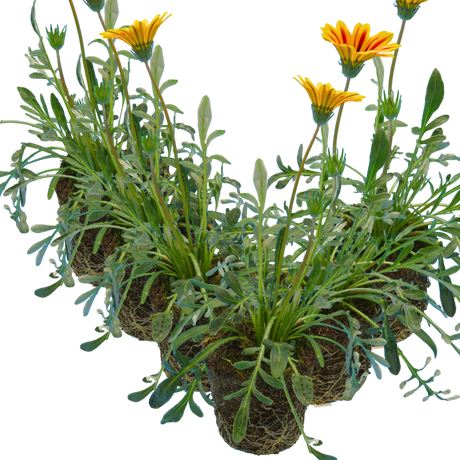 Gazania 'Kiss Orange Flame' from Cedar Nursery, Cobham