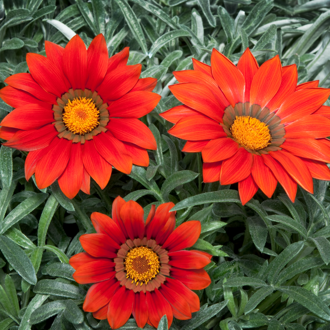 Gazania 'Kiss Red' from Cedar Nursery, Cobham