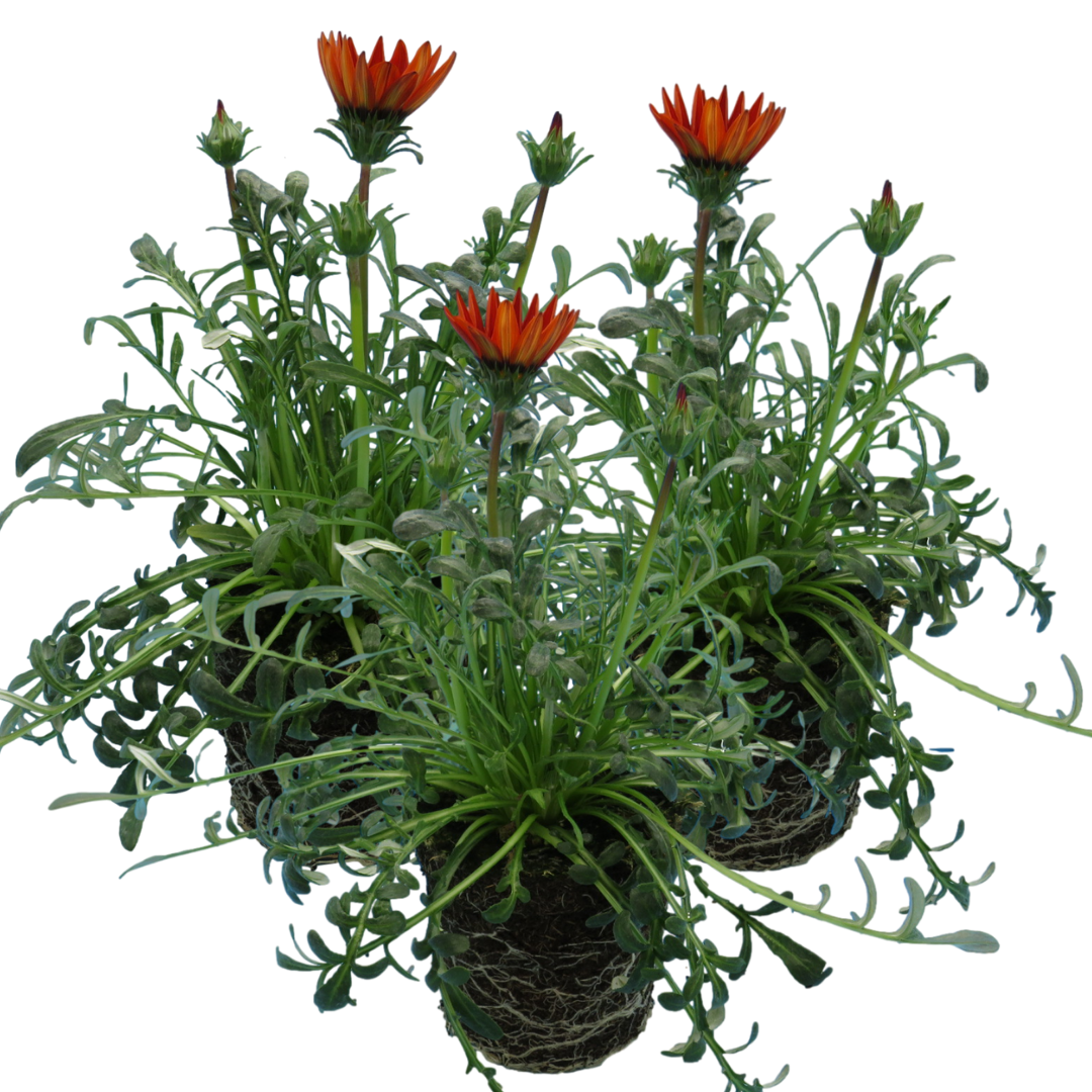 Gazania 'Kiss Red' from Cedar Nursery, Cobham