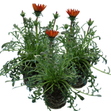 Gazania 'Kiss Red' from Cedar Nursery, Cobham