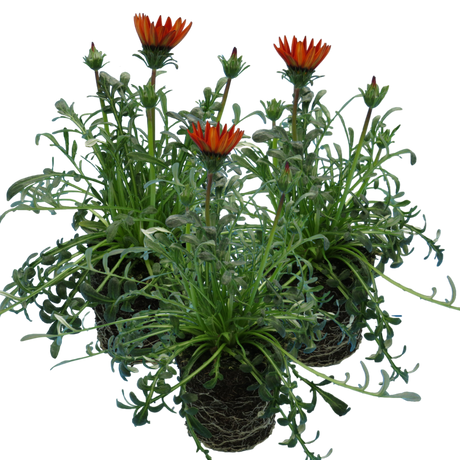 Gazania 'Kiss Red' from Cedar Nursery, Cobham