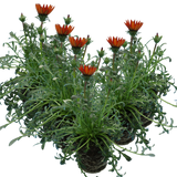 Gazania 'Kiss Red' from Cedar Nursery, Cobham