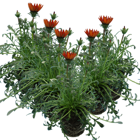 Gazania 'Kiss Red' from Cedar Nursery, Cobham