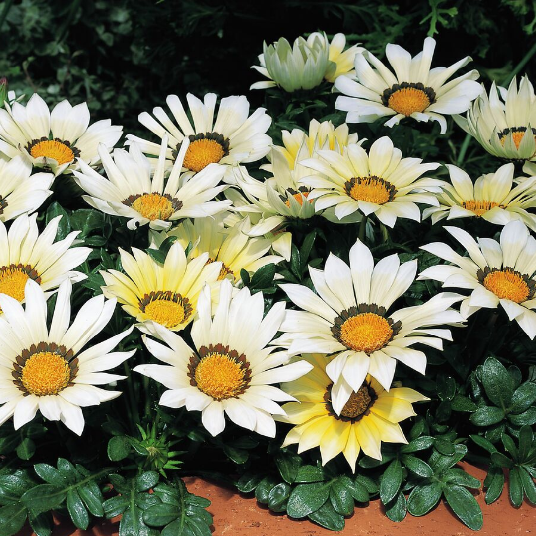 Gazania 'Kiss White' from Cedar Nursery, Cobham