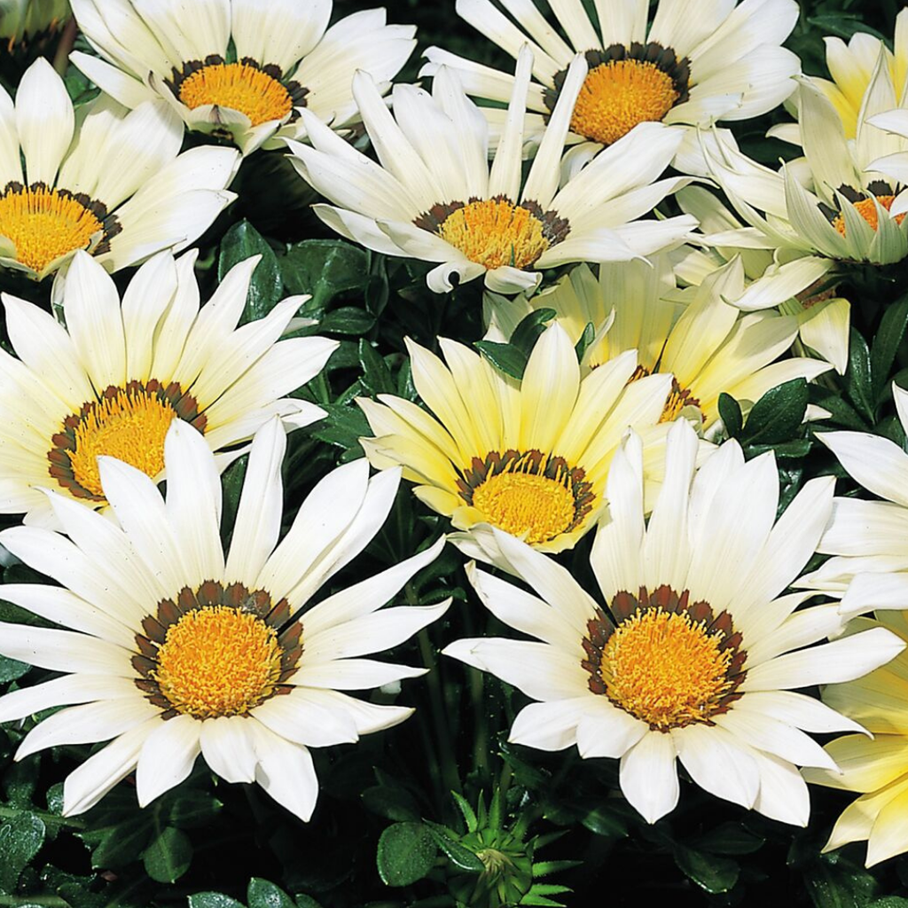 Gazania 'Kiss White' from Cedar Nursery, Cobham