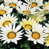Gazania 'Kiss White' from Cedar Nursery, Cobham