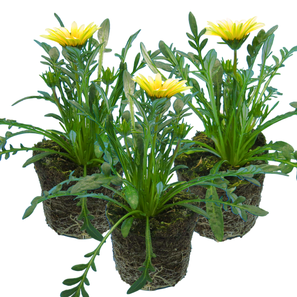 Gazania 'Kiss White' from Cedar Nursery, Cobham
