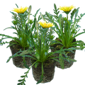 Gazania 'Kiss White' from Cedar Nursery, Cobham