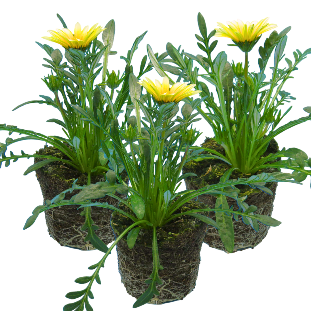Gazania 'Kiss White' from Cedar Nursery, Cobham