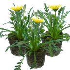 Gazania 'Kiss White' from Cedar Nursery, Cobham