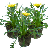 Gazania 'Kiss White' from Cedar Nursery, Cobham