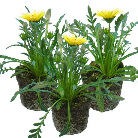 Gazania 'Kiss White' from Cedar Nursery, Cobham