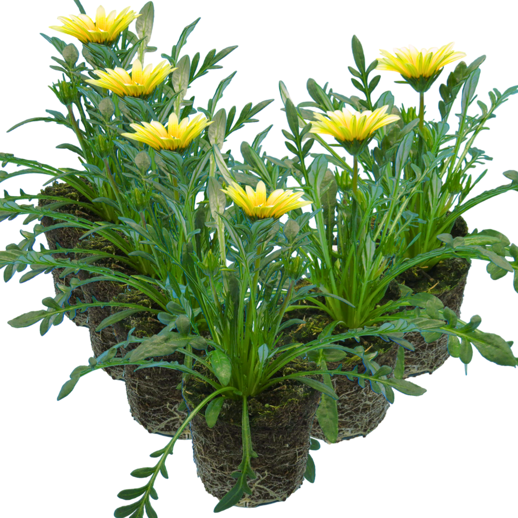 Gazania 'Kiss White' from Cedar Nursery, Cobham