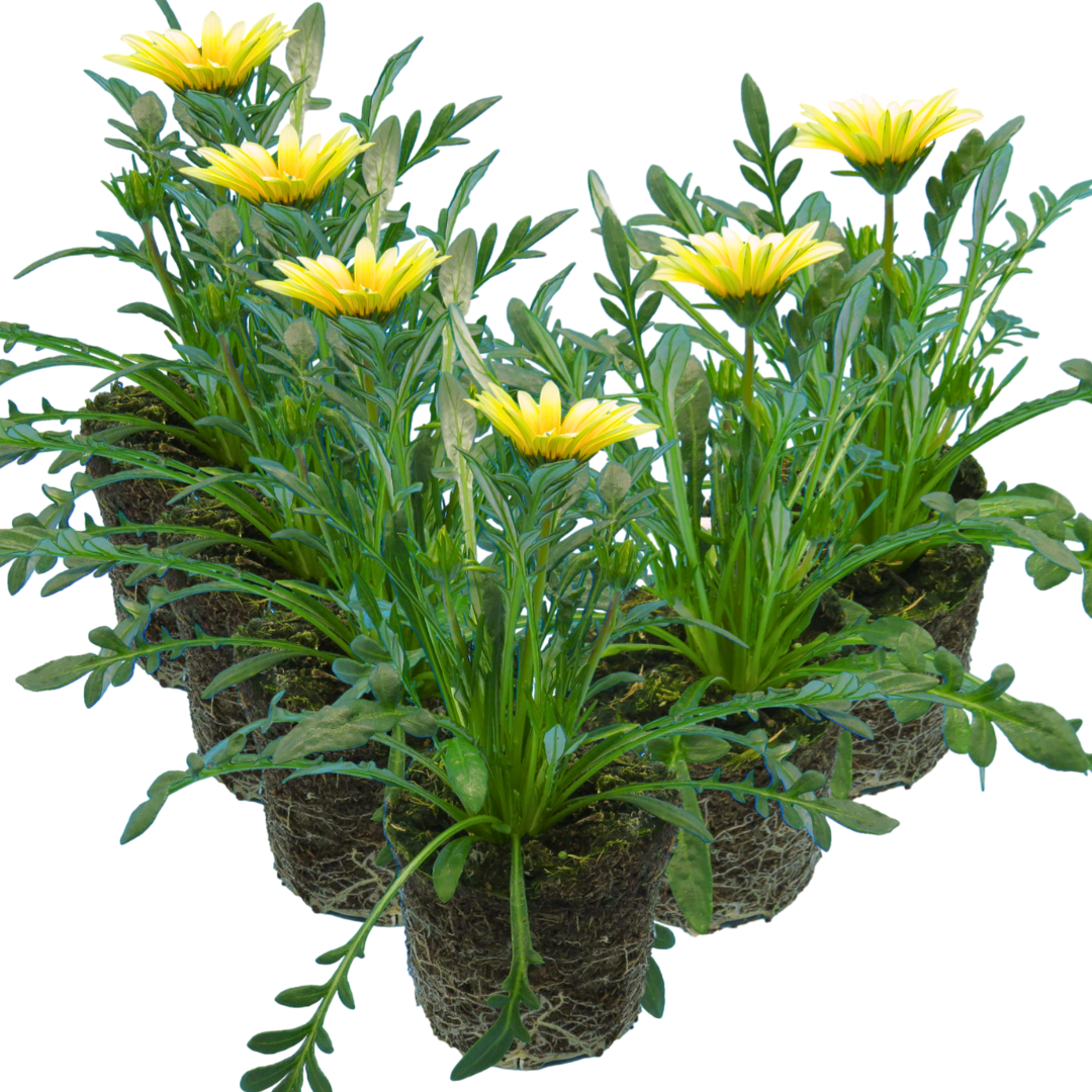 Gazania 'Kiss White' from Cedar Nursery, Cobham
