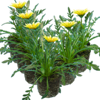 Gazania 'Kiss White' from Cedar Nursery, Cobham