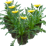 Gazania 'Kiss White' from Cedar Nursery, Cobham
