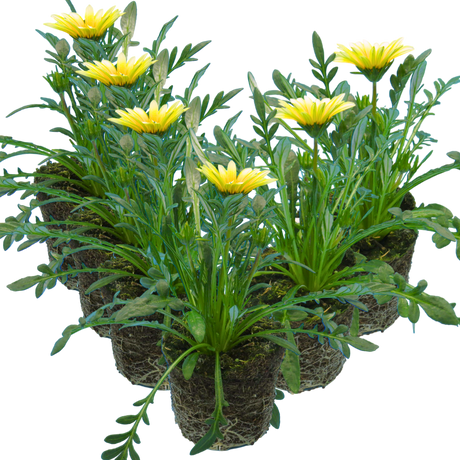 Gazania 'Kiss White' from Cedar Nursery, Cobham