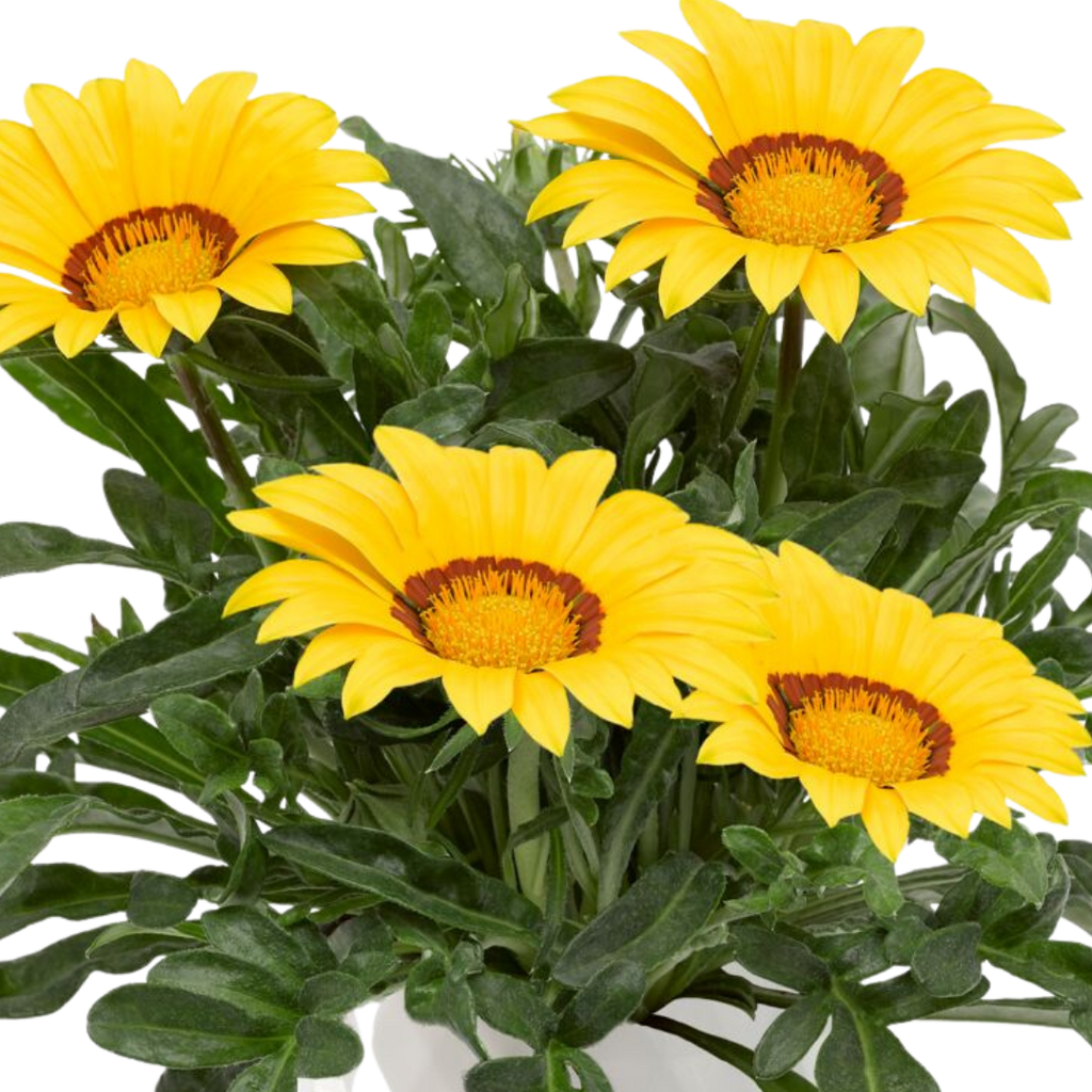Gazania 'Kiss Yellow' from Cedar Nursery, Cobham