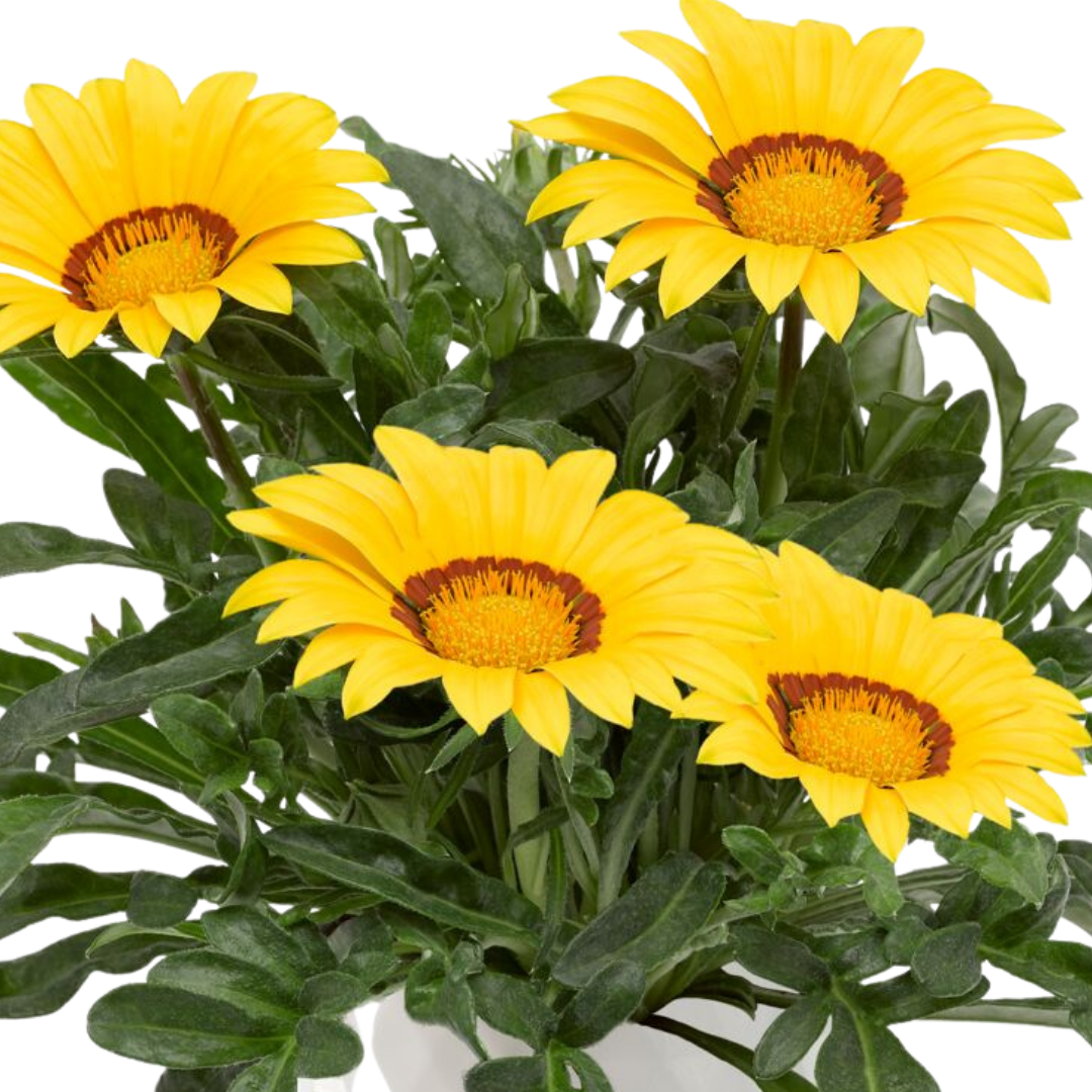 Gazania 'Kiss Yellow' from Cedar Nursery, Cobham