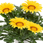 Gazania 'Kiss Yellow' from Cedar Nursery, Cobham