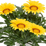 Gazania 'Kiss Yellow' from Cedar Nursery, Cobham