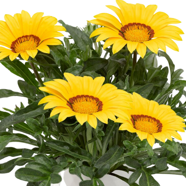 Gazania 'Kiss Yellow' from Cedar Nursery, Cobham