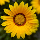 Gazania 'Kiss Yellow' from Cedar Nursery, Cobham