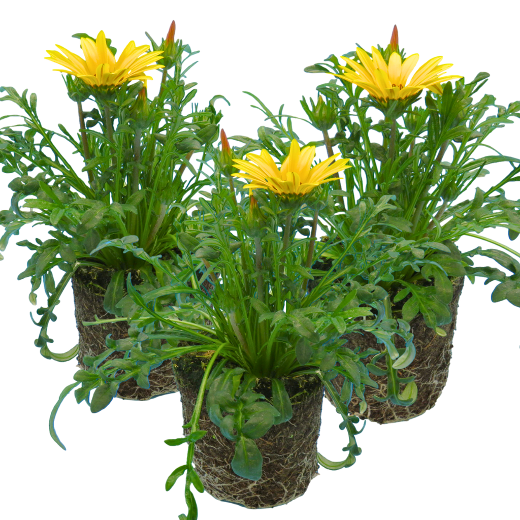 Gazania 'Kiss Yellow' from Cedar Nursery, Cobham