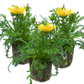 Gazania 'Kiss Yellow' from Cedar Nursery, Cobham
